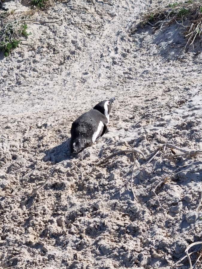 Private Cape of Good Hope and Penguins Full-Day Tour - Hotel pickup and the practical setup for a full day loop