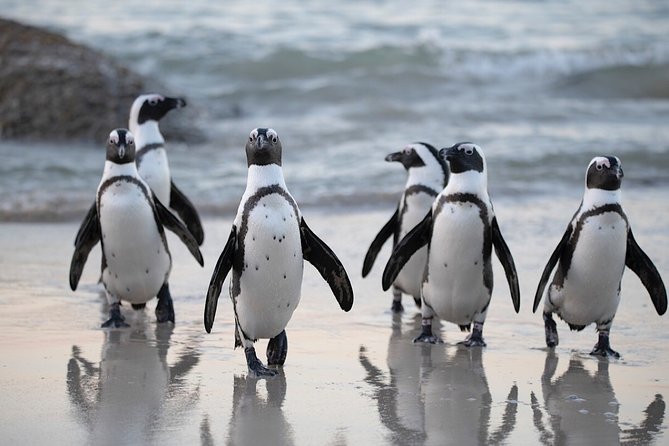 Private Cape of Good Hope and Penguins Tour with Luxury Mercedes or BMW Vehicle - Hout Bay, World of Birds, and the Seal Island Boat Reality Check