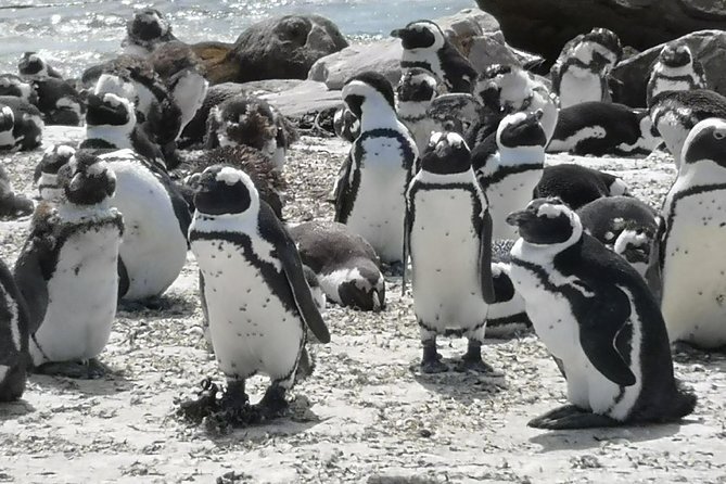 Private Cape of Good Hope Cape Point Penguin Kirstenbosch Tour. - Chapmans Peak Drive, Ostrich viewing, and Misty Cliffs return energy