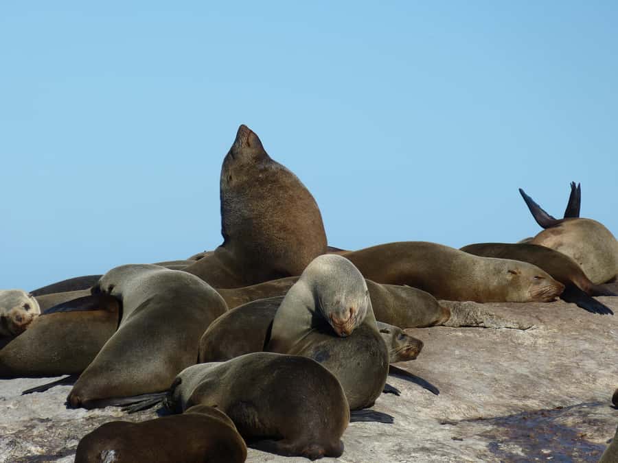 Private Cape of Good Hope Guided Tour - Noordhoek for Coffee, Souvenirs, and a Sweet Stop Before Penguins