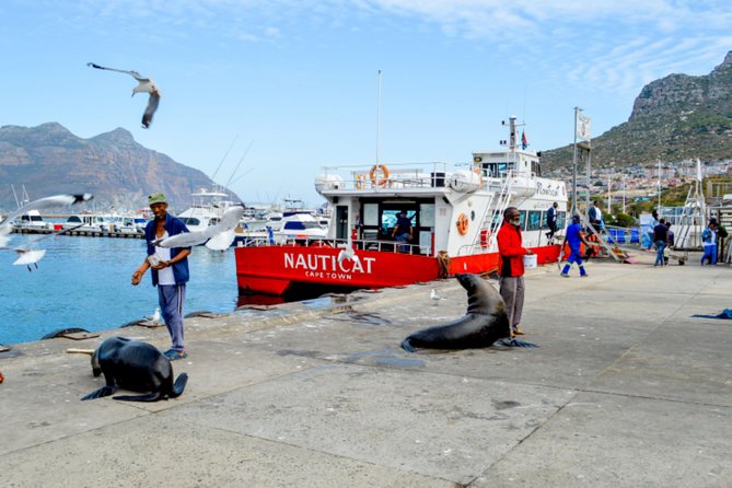 Private Cape of Good Hope Sightseeing and African Penguin Tour - Hout Bay Harbor: Seals, Sea Views, And A Real-Place Feel