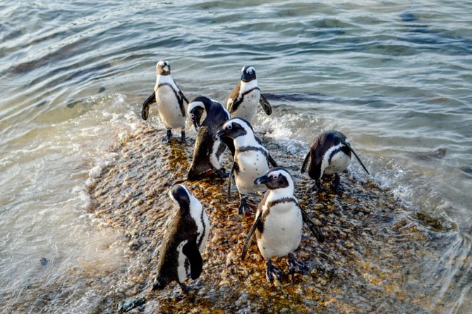 Private Cape of Good Hope Sightseeing and African Penguin Tour - Bantry Bay And Camps Bay, A Road Trip That Actually Feels Scenic