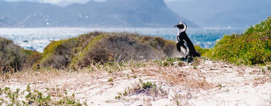 Private Cape Peninsula Half-Day Tour with Penguins - Who This Tour Fits Best