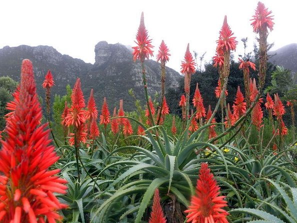 Private Cape Peninsula + Kirstenbosch Garden Full Day Guided Tour - Key things you’ll remember from this tour