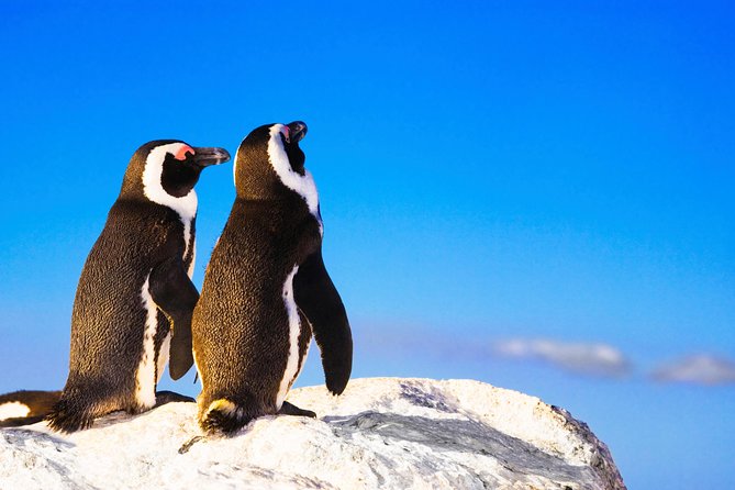 Private Cape Peninsula Tour - Why this Cape Peninsula loop feels efficient