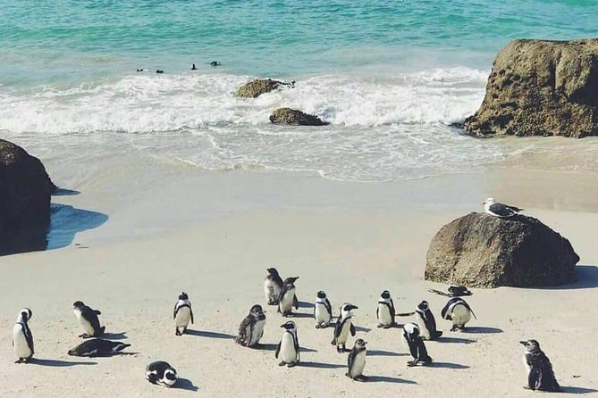 Private Cape Peninsula Tour - FAQ