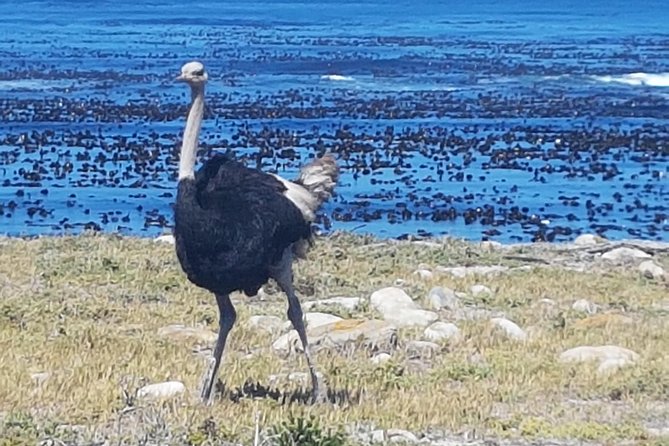 Private Cape Peninsula Tour - Cape Point, Cape of Good Hope sightseeing - The Coast Stops Between Big Names: Hout Bay, Chapmans Peak, and Simons Town