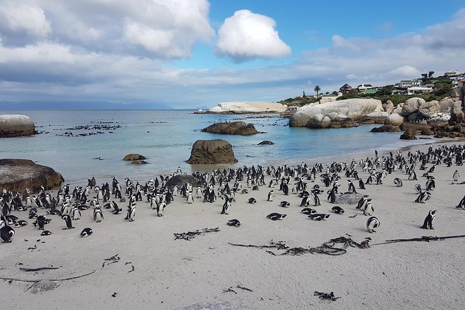 Private Cape Peninsula Tour - Cape Point, Cape of Good Hope sightseeing - Price and Value: Is $86.58 Per Person a Good Deal?