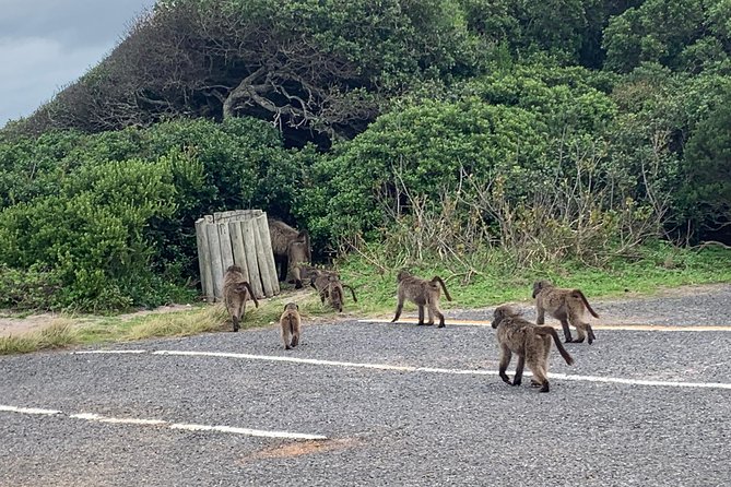 Private Cape Peninsula Tour, With Close Range Penguin Encounter From Cape Town. - Cape Point Ostrich Farm and the Nature Reserve Walk
