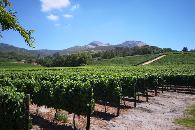 Private Cape Winelands from Stellenbosch OR Franschhoek OR Paarl - Fairview Wine and Cheese: optional pairing with 6 cheeses