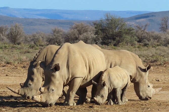 Private Custom Day Tour from Cape Town - How the day starts at 8:00am and why that time works