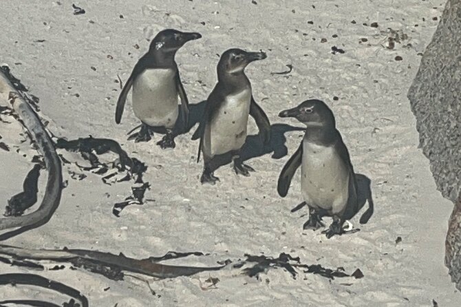 Private/Customised Cape Peninsula and Penguin Colony Tour - Cape of Good Hope, tram or hikes, and why this stop is worth the effort
