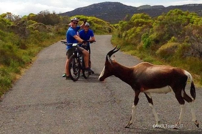 Private Cycling Tour of The Cape Peninsula from Cape Town - Chapman’s Peak Drive: the scenic coastal road, and how your guide adapts