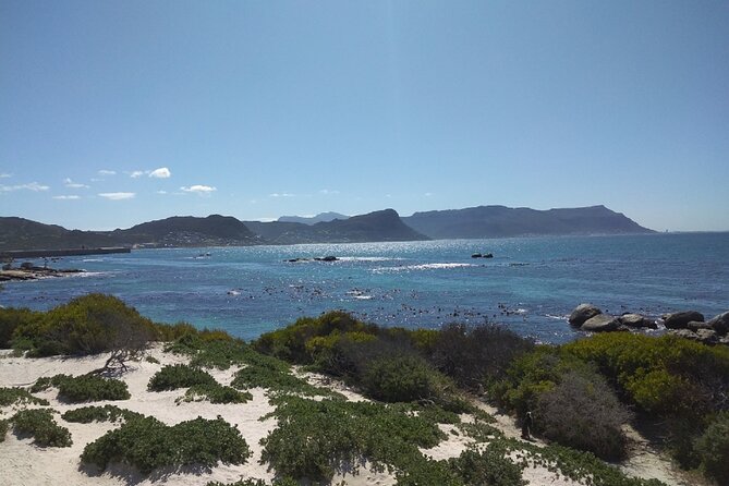Private Day tour of the Cape. Our reviews show why people book! - Cape Point Nature Reserve and Cape of Good Hope: wildlife, hiking, and the lighthouse