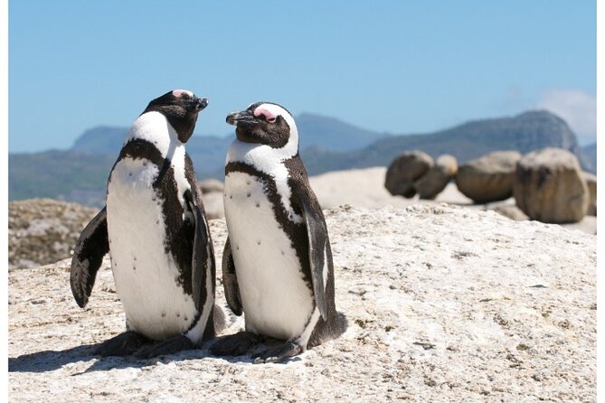 Private Day tour of the Cape. Our reviews show why people book! - Boulders Beach penguin colony: up close with African penguins