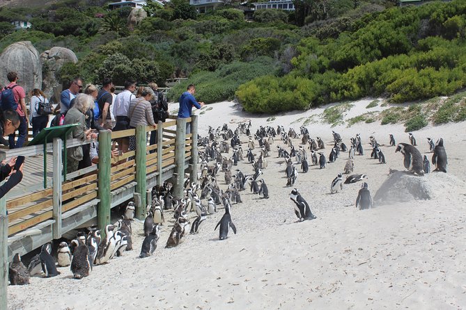 Private Day Tour to Cape of Good Hope Penguins Inc Entry Tickets from Cape Town - Camps Bay: the postcard beach with pricey energy
