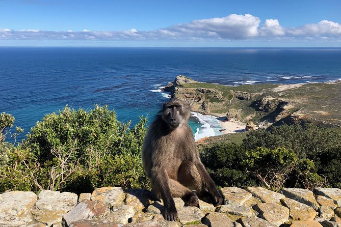 Private Day Tour to Cape Point , Penguins, Wine or Beer Tasting - Long Beach and the Shark Spotters Moment: Small Stops That Add Texture