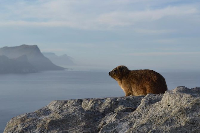 Private day tour to the Cape of Good Hope - Signal Hill First: A Smart Start for Your Cape Town Orientation
