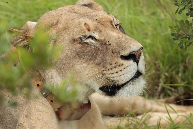 Private Full-Day Addo Elephant National Park - Addo’s Big 7 concept, and why this park feels different