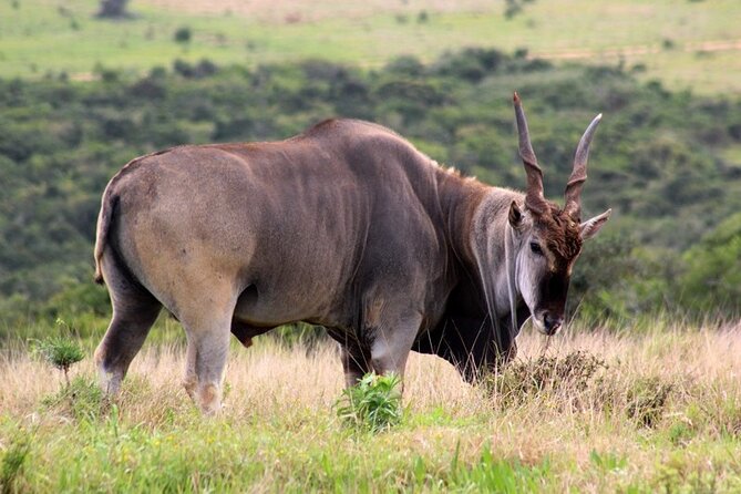 Private Full-Day Addo Elephant National Park - What you actually do inside Addo Elephant National Park