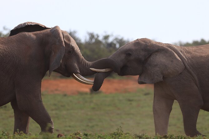 Private Full-Day Addo Elephant National Park - The Traditional South African BBQ lunch inside the park