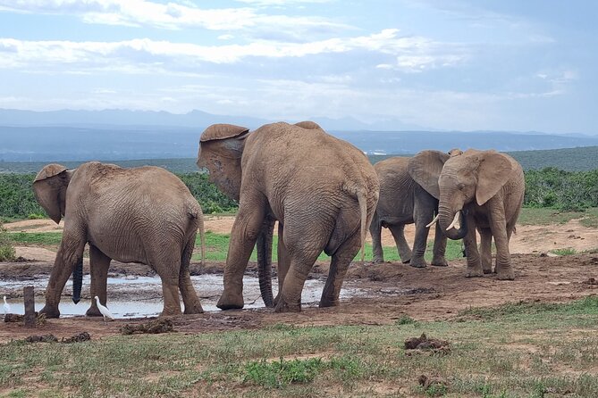 Private Full-Day Addo Elephant Park & Giraffe Walk - Why Addo plus a giraffe walk is a great day from Port Elizabeth