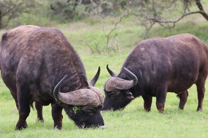 Private Full-Day Addo Elephant Park & Giraffe Walk - Traditional braai lunch inside the park, a real break