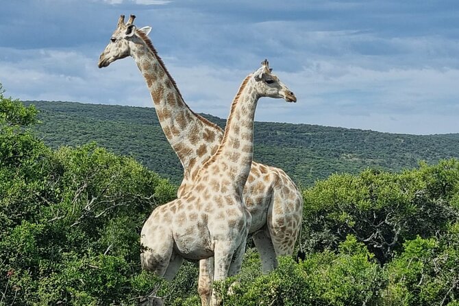 Private Full-Day Addo Elephant Park & Giraffe Walk - Greater Addo giraffe tracking on foot, what the afternoon really feels like