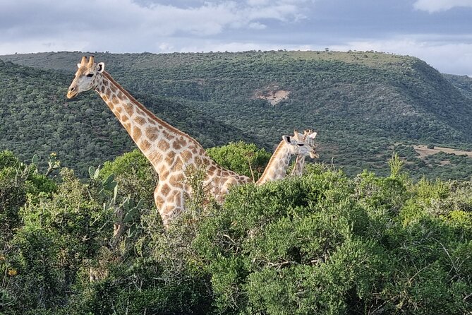 Private Full-Day Addo Elephant Park & Giraffe Walk - Price and value, is $230.87 per person fair?