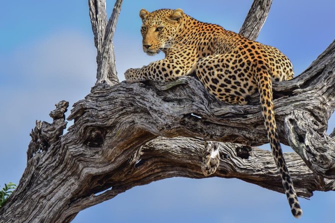 Private Full Day Safari l Kruger National Park from Hazyview or Skukuza - Sunrise at 5:00 am, and why it changes your whole day