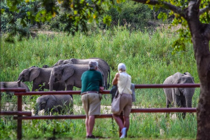 Private Full Day Safari l Kruger National Park from Hazyview or Skukuza - Open-top game drives: how to think about Big Five chances
