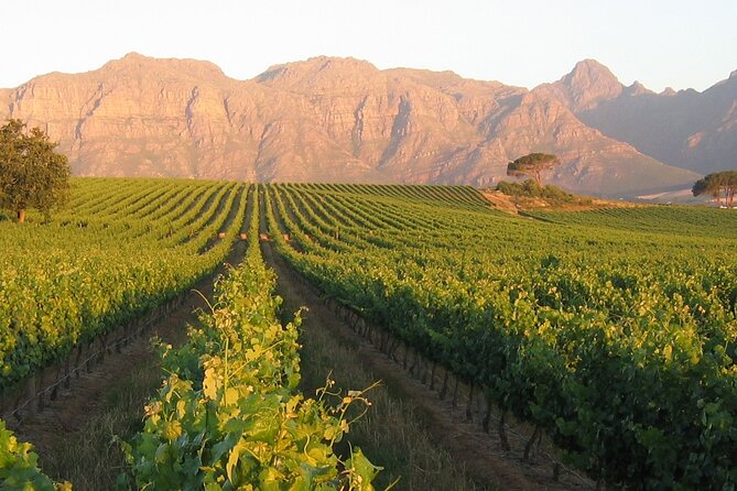 Private Full Day Stellenbosch Wine Tour - Rust en Vrede Tasting Room: Built for Red-Wine Lovers