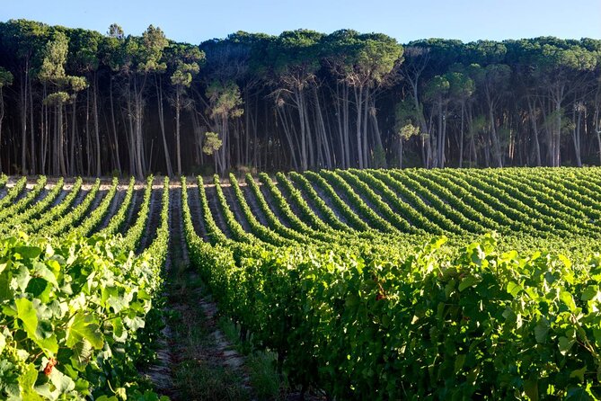 Private Full Day Stellenbosch Wine Tour - Stellenbosch Walking Break: Dorp Street and De Braak Street