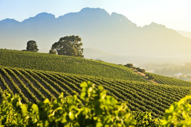 Private Full Day Stellenbosch Wine Tour - Your Guide and the Human Side of the Day