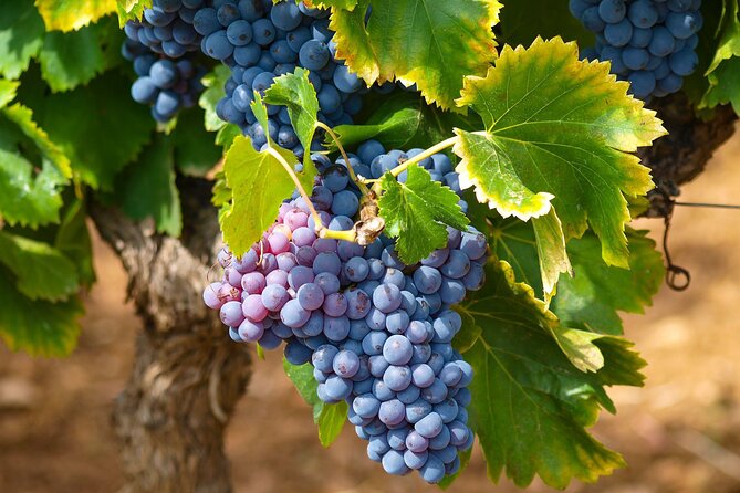 Private Full Day Stellenbosch Wine Tour - Spier Wine Farm: A Classic Stellenbosch Stop With Plenty of Options