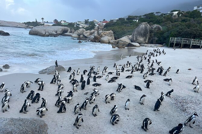 Private Guided Tour to Cape of Good Hope and Penguins Colony - Key Things You Should Know Before You Go