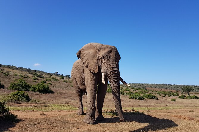 Private Half Day Addo Elephant National Park Safari - Key highlights to know before you go