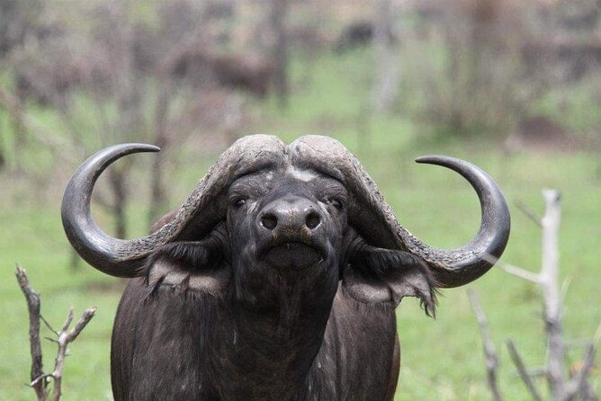 Private Half Day Addo Elephant National Park Safari - Addo Elephant Safari From Port Elizabeth, done in a half-day that still feels worth it