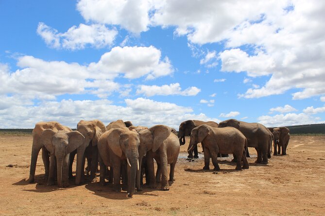 Private Half Day Addo Elephant National Park Safari - Big Five talk: what you can realistically hope for on a half-day