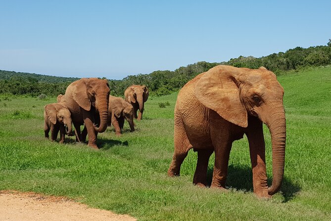 Private Half Day Addo Elephant National Park Safari - Comfort and logistics, pickup included so you spend less time organizing