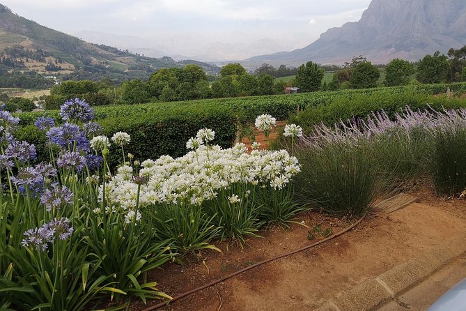Private Half DayTour:Cape Winelands, Stellenbosch from Cape Town - The heart of the day: choosing wineries during the 3-hour tasting window
