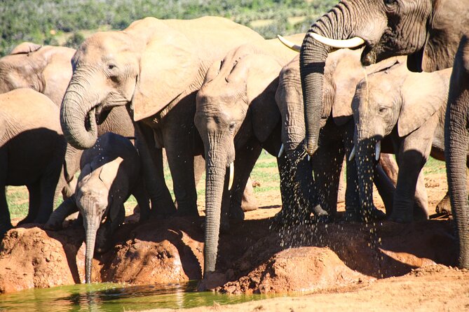 Private Kruger Park Safari and Panorama Route - Accommodation and guide care, with Vusi and Khongi in the mix