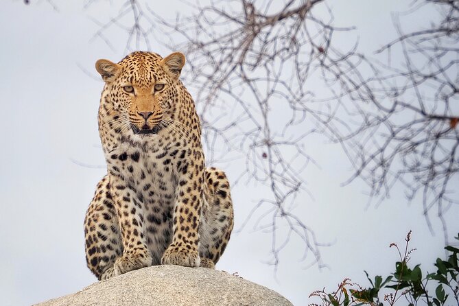 Private Morning Game Drive from Hazyview l Kruger National Park - Why this private 5:00 am Kruger drive works so well