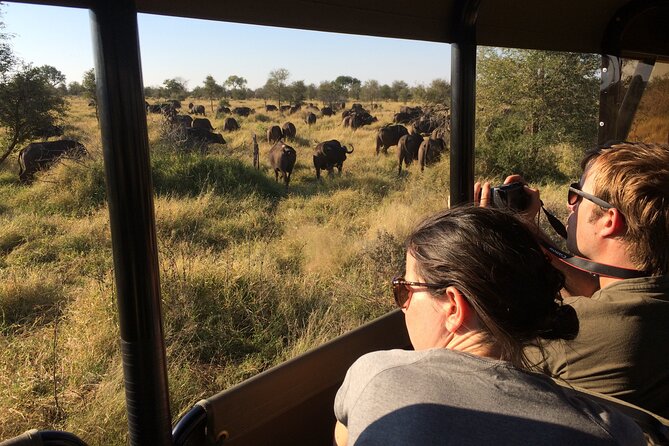 Private Morning Game Drive from Hazyview l Kruger National Park - Who this tour fits best, and who might want a different style
