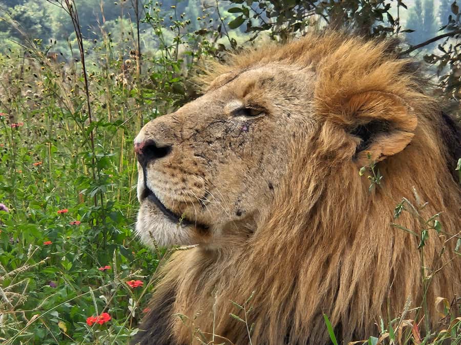 Private Rhino and Lion Park, Cradle Caves or Maropeng Museum - Should you book Private Rhino and Lion Park plus Cradle of Humankind?
