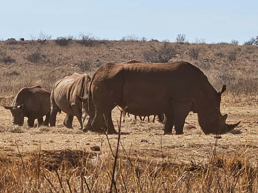 Private Rhino and Lion Park, Cradle Caves or Maropeng Museum - Private safari at Rhino and Lion Park: animals you can actually see