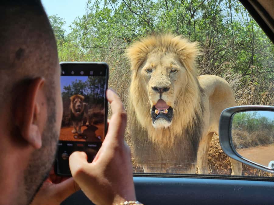 Private Rhino and Lion Park, Cradle Caves or Maropeng Museum - From Johannesburg or Pretoria: how the drive shapes your timing