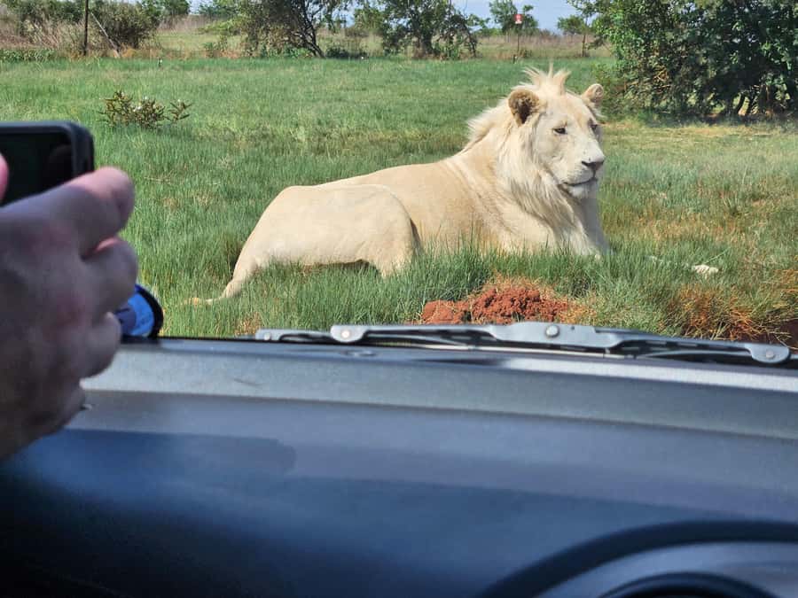 Private Rhino and Lion Park, Cradle Caves or Maropeng Museum - Best fit: who this private day trip works for