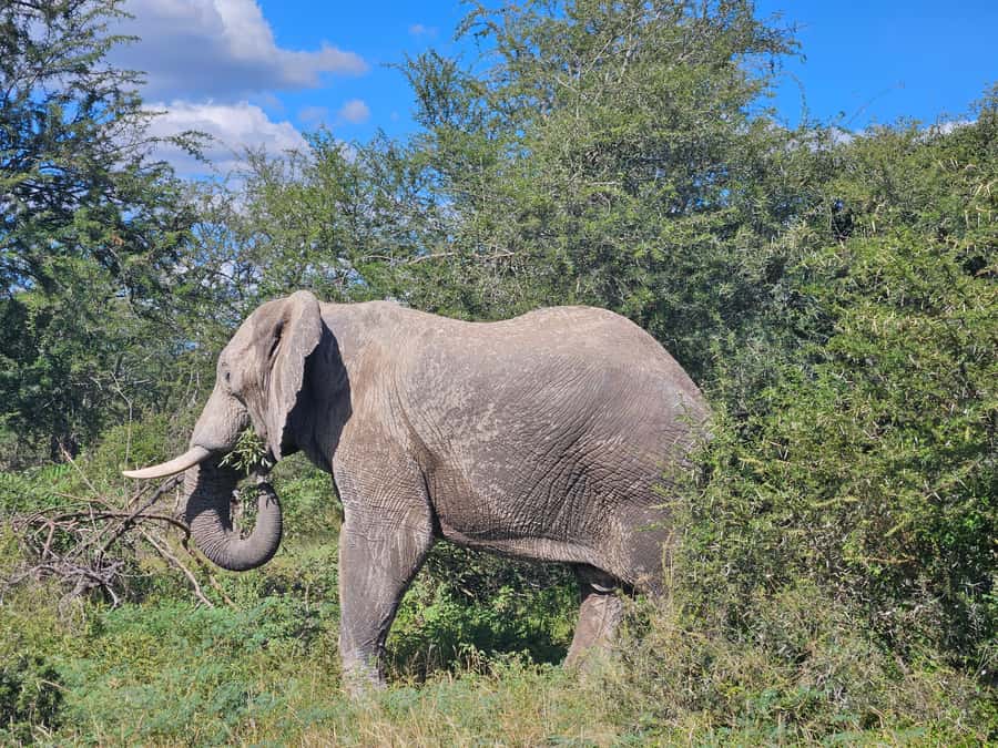 Private Safari Tour: Pilansberg National Park Big 5 - Key points at a glance