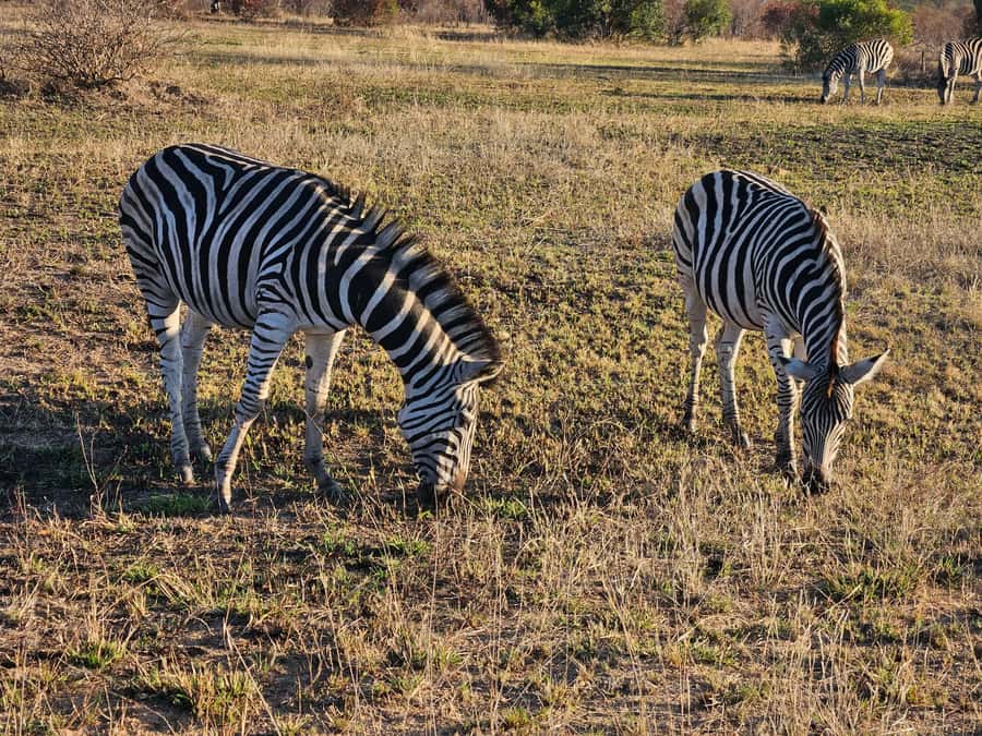 Private Safari Tour: Pilansberg National Park Big 5 - What you get for $155, and what costs extra